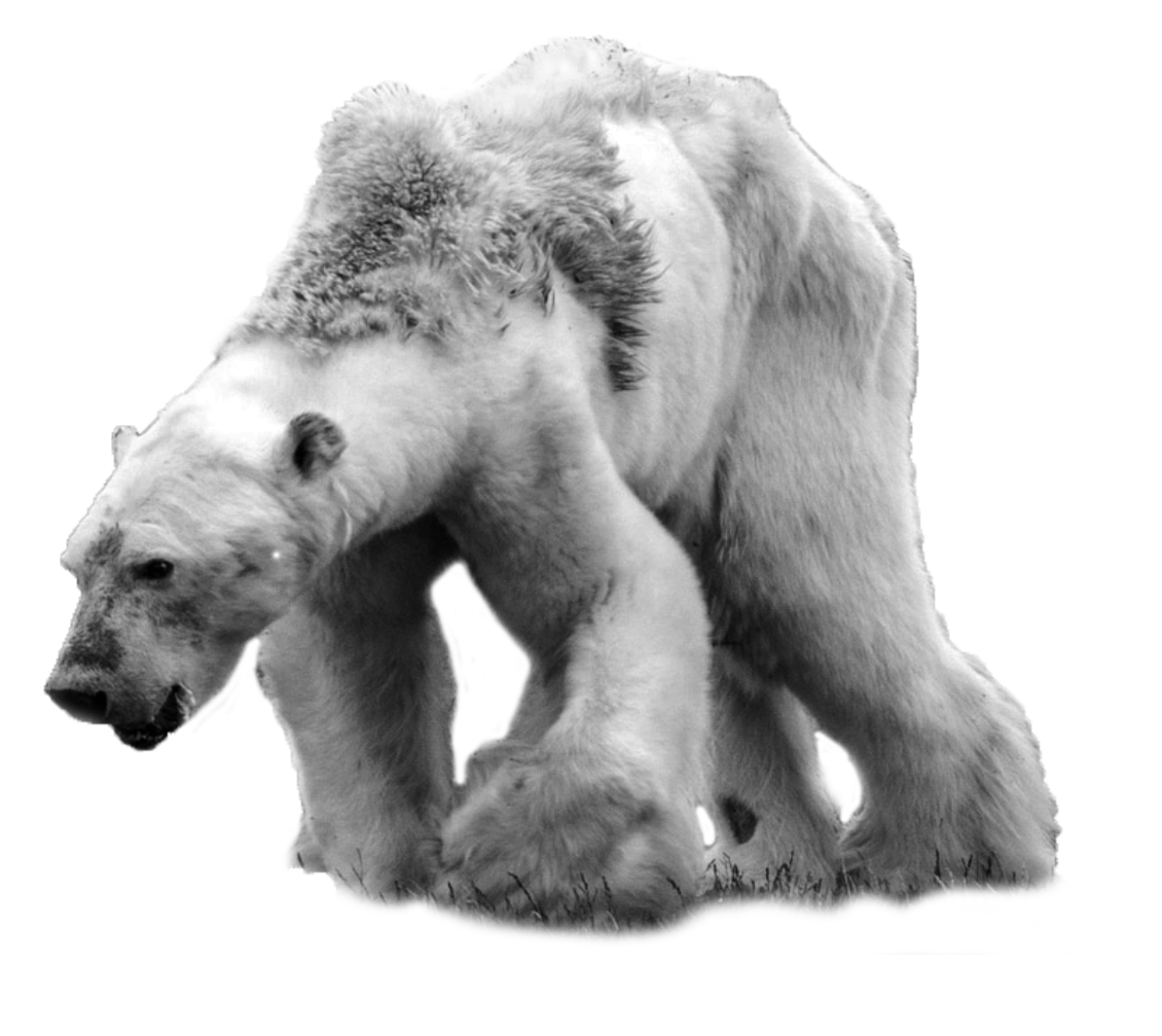 bear