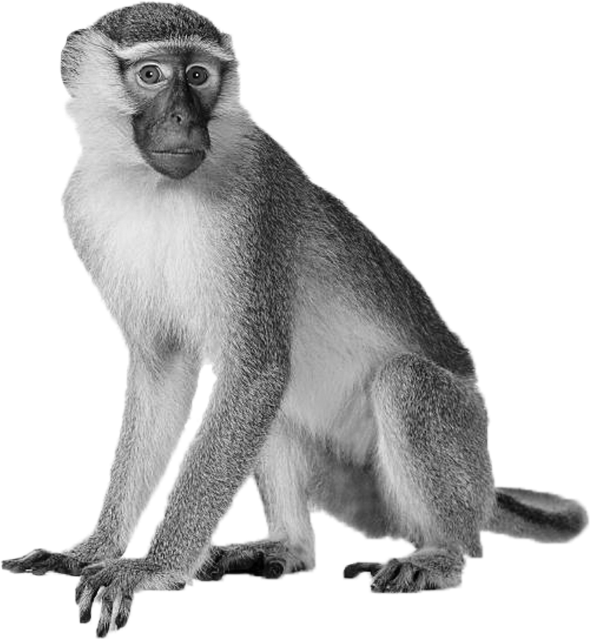 monkey